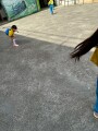 201 P.E. Frisbee (66)